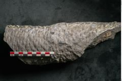 Foto (Detailansicht) von Lepidodendron sp.  (NHMW-GEO-2024-0188-11173)